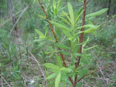 Spiraea alba, photographed by rboles