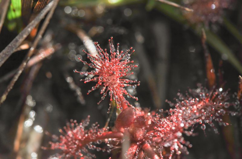 Drosera roraimae, photographed by Morten Ross