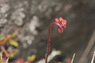 Drosera roraimae, photographed by Morten Ross
