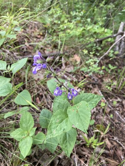 Salvia urticifolia, photographed by TERRI MEWBORN