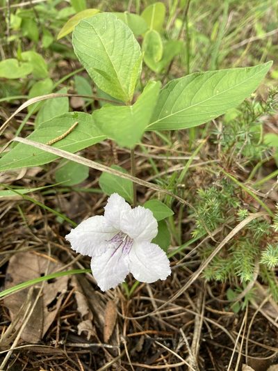 Ruellia purshiana, photographed by TERRI MEWBORN