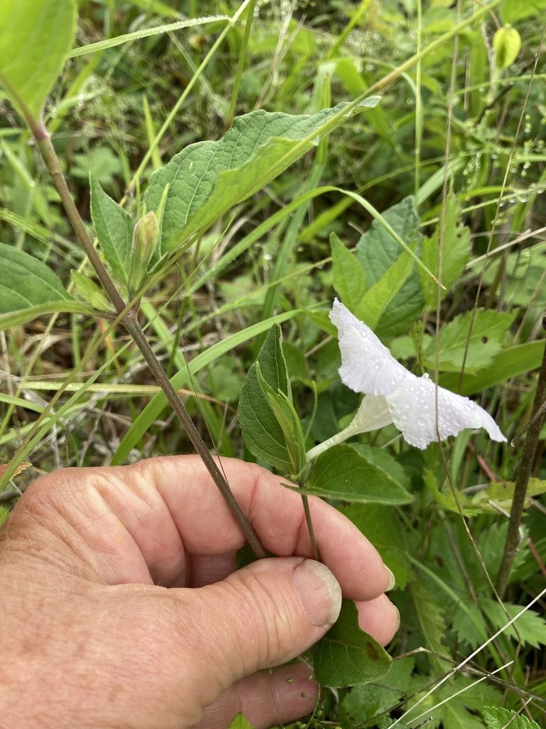 Ruellia purshiana, photographed by TERRI MEWBORN