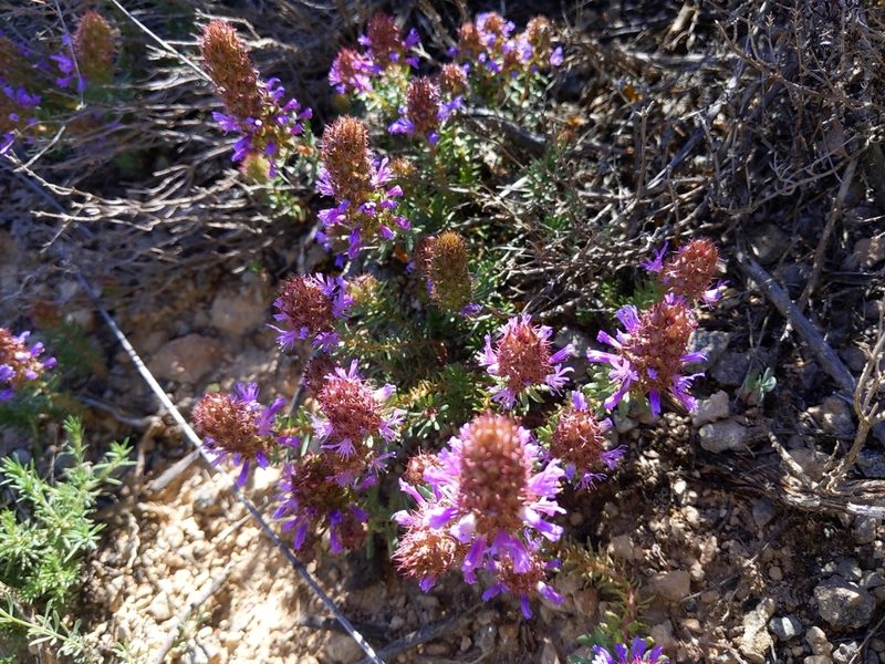 Coris monspeliensis, photographed by castieler