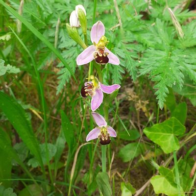 Ophrys apifera, photographed by bogsuckers