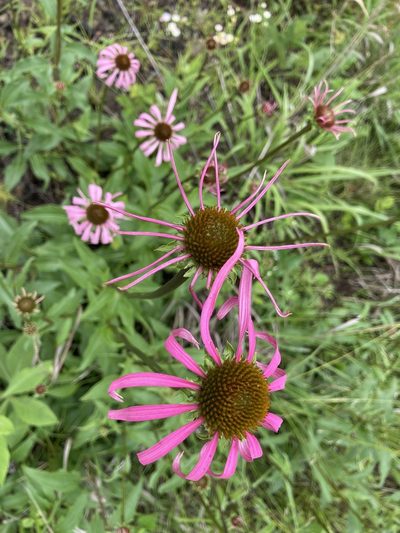 Echinacea laevigata, photographed by TERRI MEWBORN