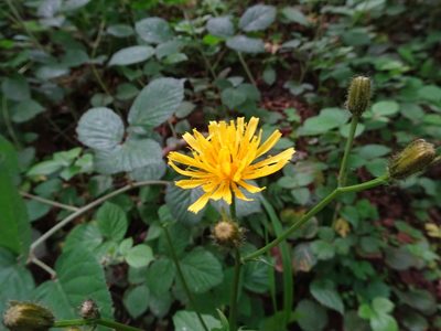 Crepis paludosa, photographed by Thomas Koffel