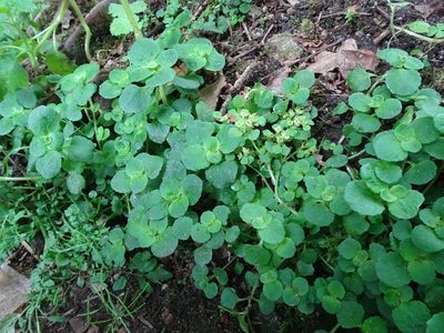 Chrysosplenium oppositifolium, photographed by Thomas Koffel