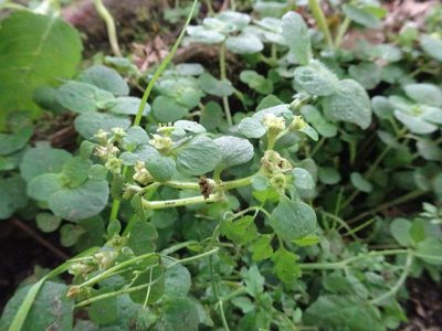 Chrysosplenium oppositifolium, photographed by Thomas Koffel