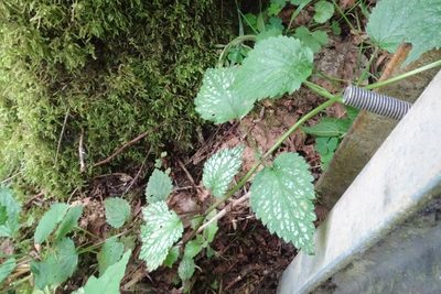 Lamium galeobdolon, photographed by Thomas Koffel