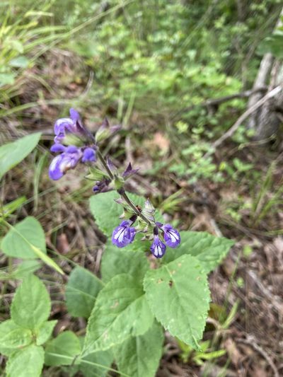 Salvia urticifolia, photographed by TERRI MEWBORN