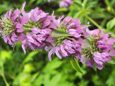 Monarda citriodora, photographed by Rebecca Gimenez Husted
