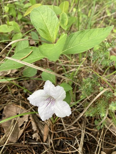 Ruellia purshiana, photographed by TERRI MEWBORN