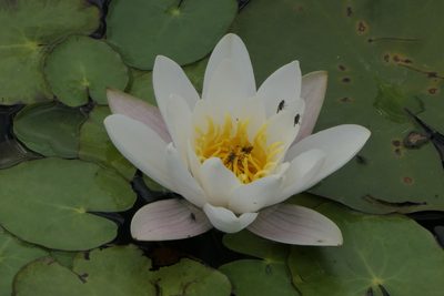 Nymphaea alba, photographed by Thierry Helminger