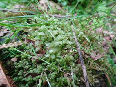 Rhizomnium punctatum, photographed by Thomas Koffel
