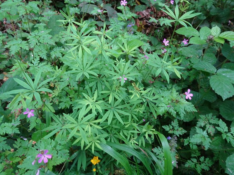 Galium sylvaticum, photographed by Thomas Koffel