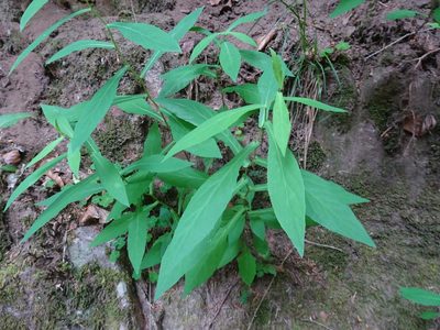 Prenanthes purpurea, photographed by Thomas Koffel
