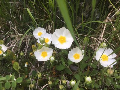 Cistus salviifolius, photographed by Anastasiya Simonenko