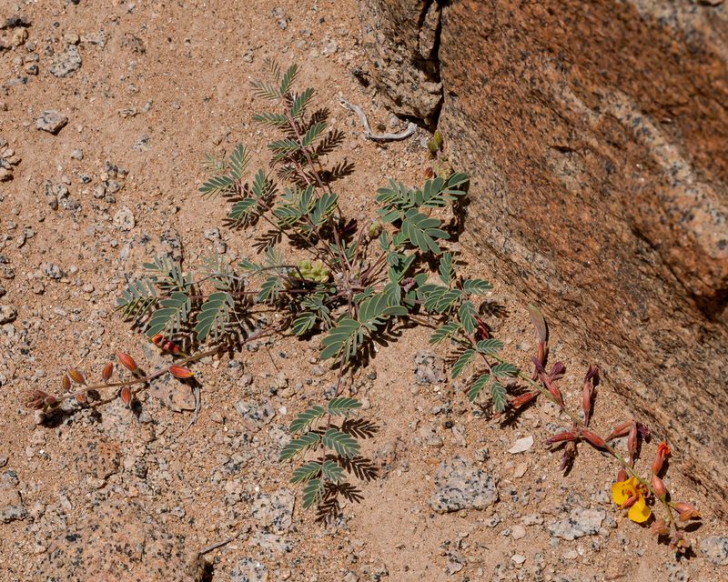 Hoffmannseggia prostrata, photographed by Nicolás Villaseca Merino