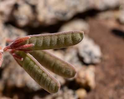 Hoffmannseggia prostrata, photographed by Nicolás Villaseca Merino