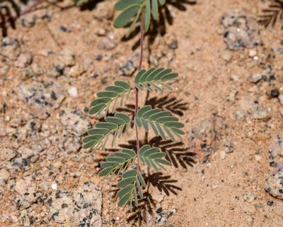 Hoffmannseggia prostrata, photographed by Nicolás Villaseca Merino