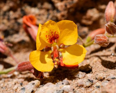 Hoffmannseggia prostrata, photographed by Nicolás Villaseca Merino