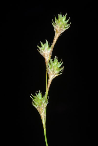 Carex festucacea, photographed by Douglas Goldman