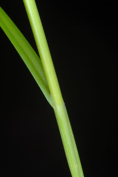 Carex festucacea, photographed by Douglas Goldman