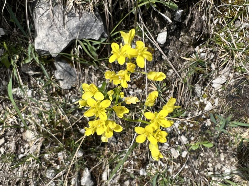 Biscutella laevigata, photographed by Jonathan