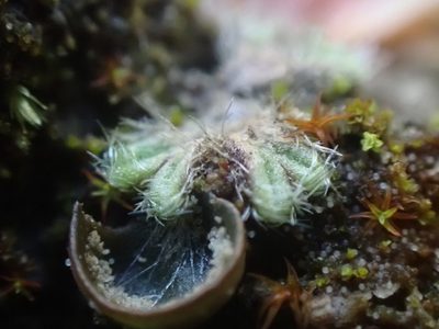 Riccia crinita, photographed by Randal