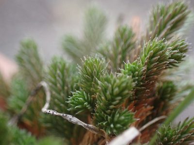 Selaginella scopulorum, photographed by Randal