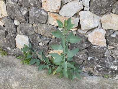 Nicotiana glauca, photographed by Marc Riera