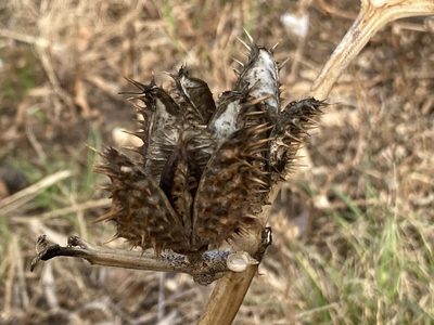 Datura stramonium, photographed by Marc Riera