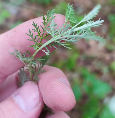 Artemisia macrantha, photographed by Yurii Basov