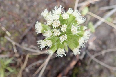 Petasites frigidus, photographed by Rob Foster