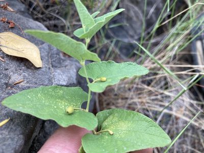 Aristolochia pistolochia, photographed by Marc Riera