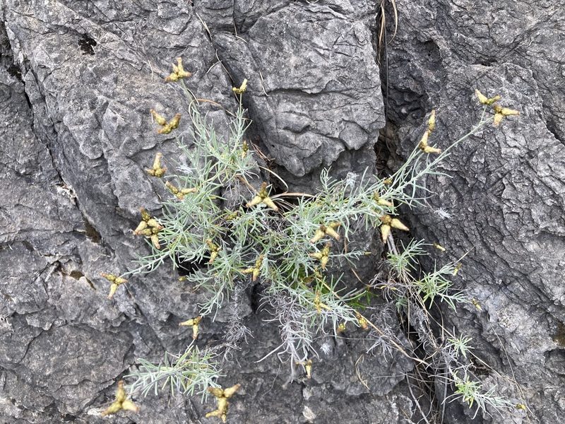 Phagnalon sordidum, photographed by Marc Riera