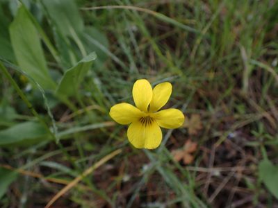 Viola vallicola, photographed by Randal