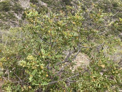 Ceratonia siliqua, photographed by Marc Riera