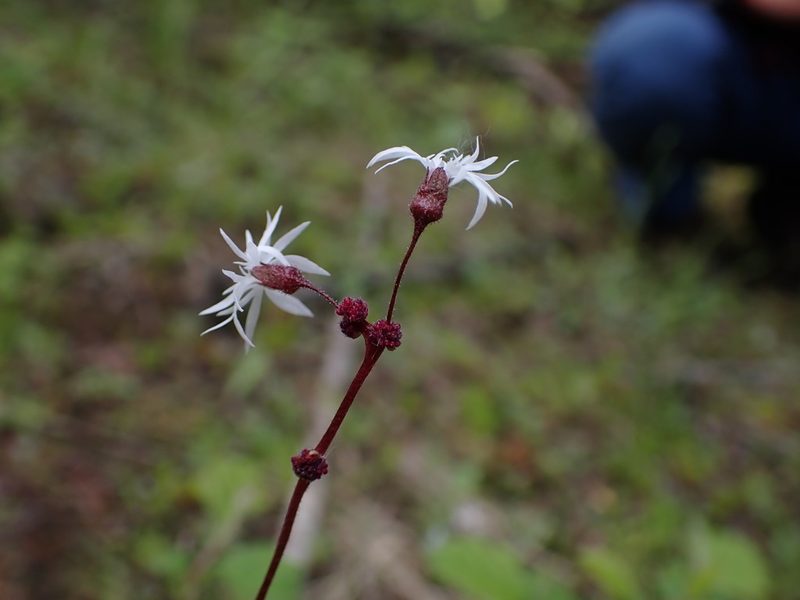 Lithophragma glabrum, photographed by Randal