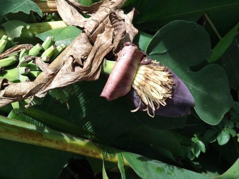 Musa acuminata, photographed by Utain Pummarin