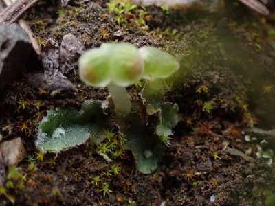 Clevea hyalina, photographed by Randal