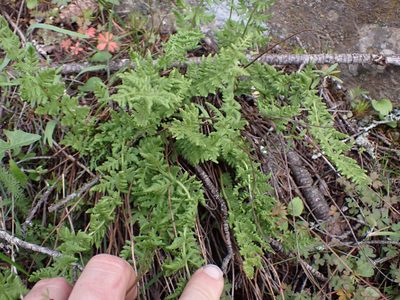 Woodsia scopulina, photographed by Randal
