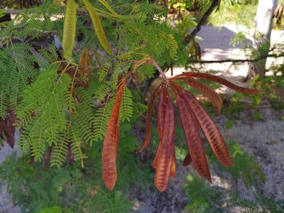 Leucaena leucocephala, photographed by Ben
