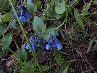 Mertensia longiflora, photographed by Randal