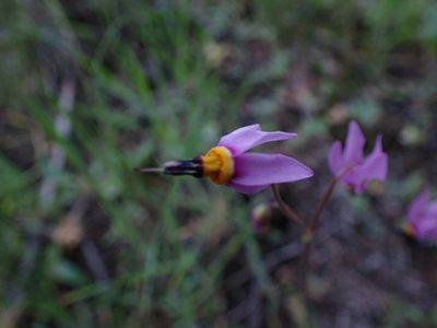 Primula pauciflora, photographed by Randal