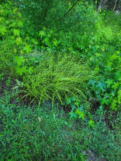 Carex aureolensis, photographed by Jeff Wilson