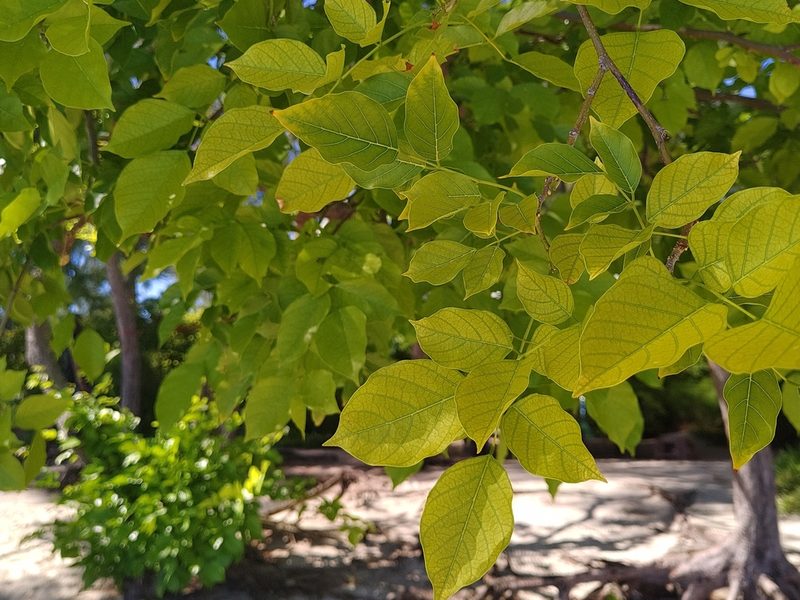 Pongamia pinnata, photographed by Ben