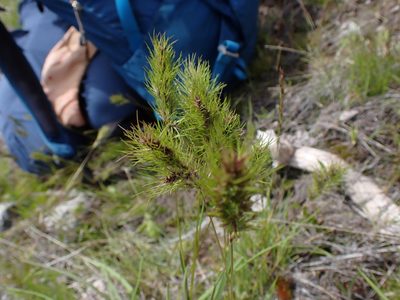 Poa bulbosa, photographed by Randal