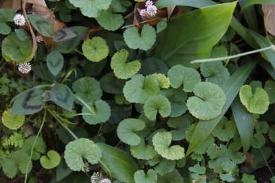 Centella asiatica, photographed by Tony Rebelo