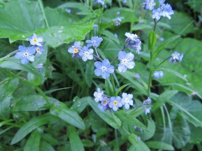 Myosotis sylvatica, photographed by Marco Mussita